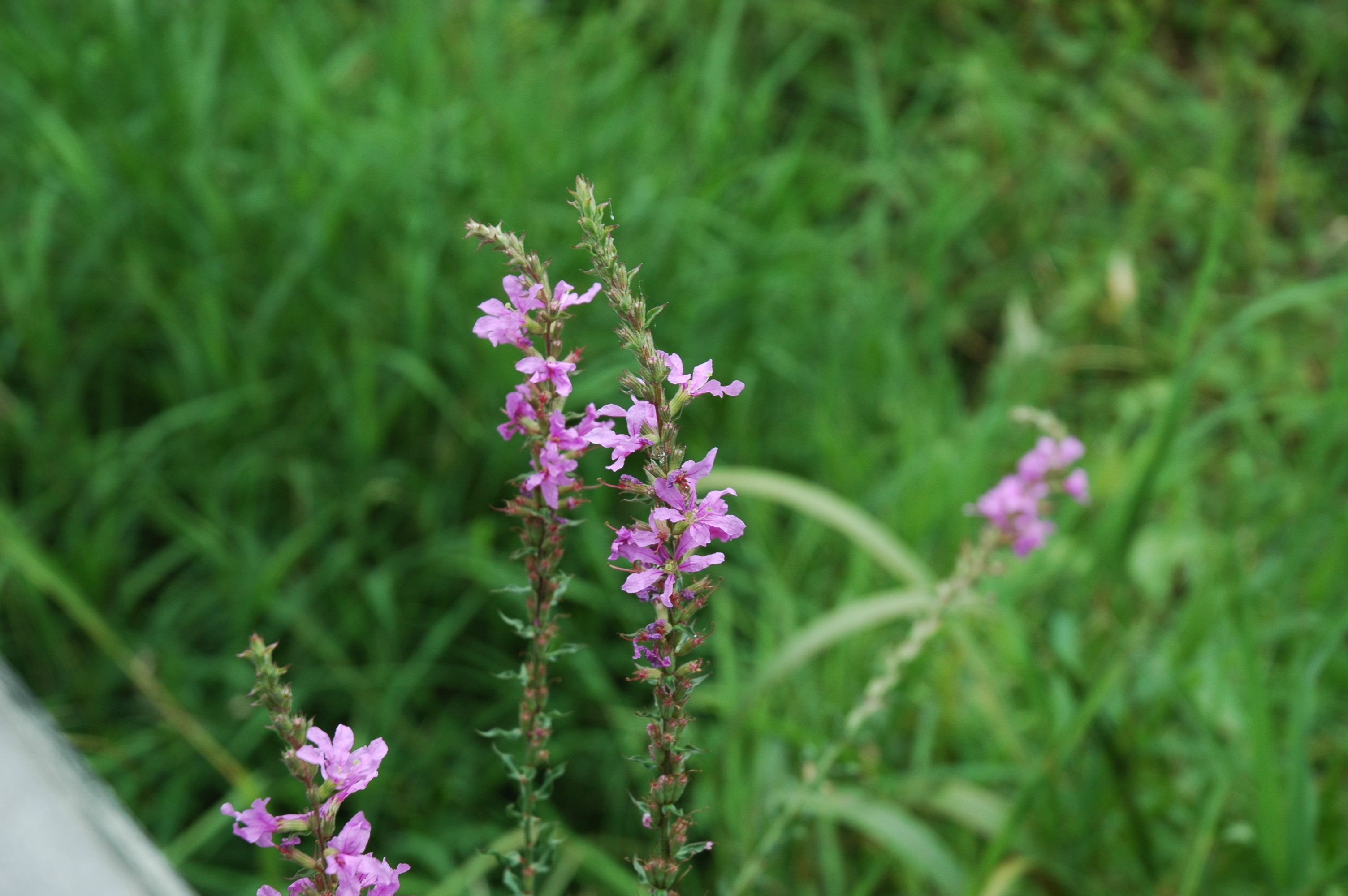 Lythrum salicaria (Purple loosestrife) bloom at the Kenilworth Aquatic Gardens. Photo © 2014 Robert M. Kline