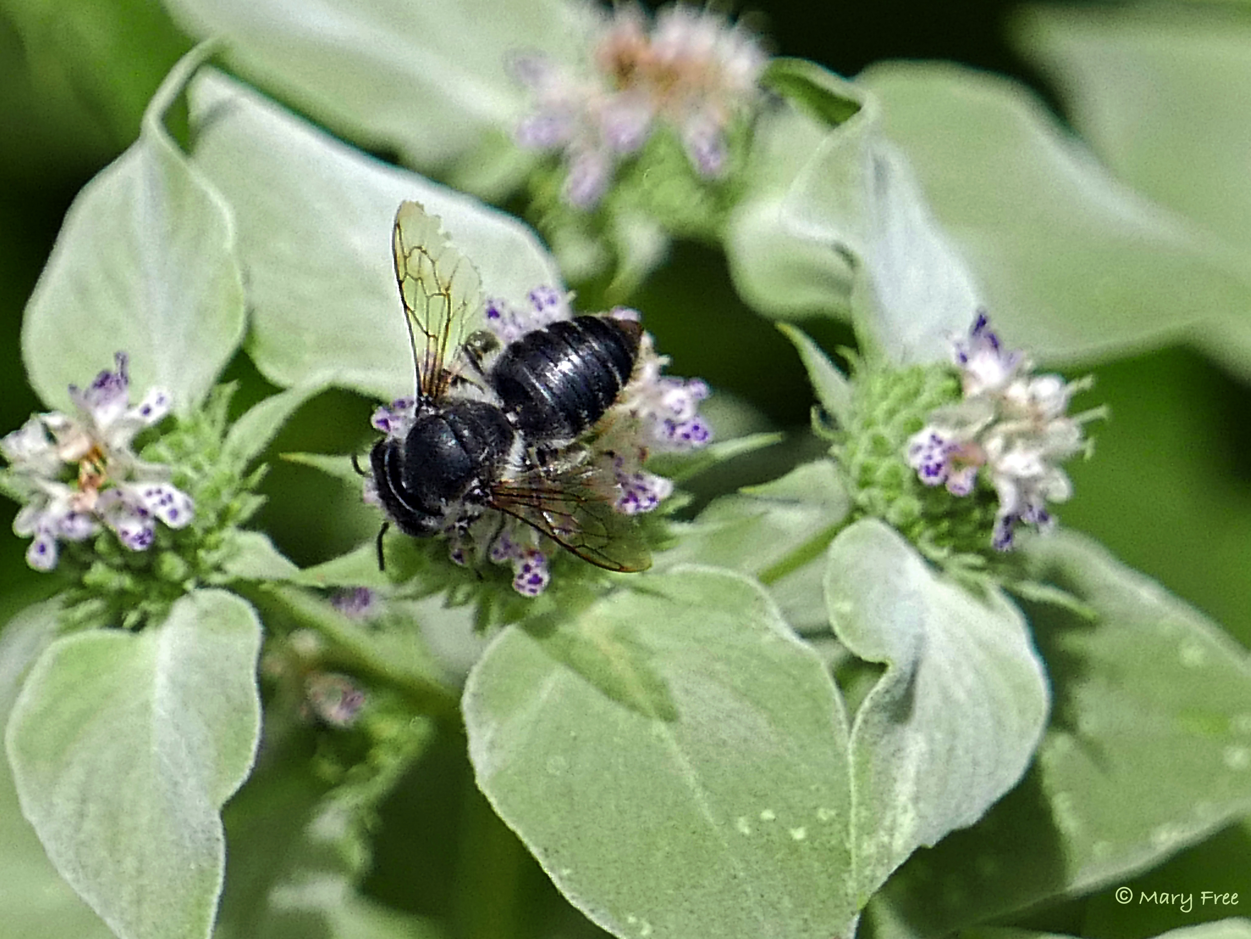 Pycnanthemum muticum: Close-up of Leafcutter Bee in June. Photo © Mary Free, 2017-06-27, private garden, Arlington, VA.