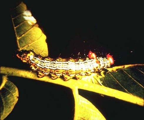 Another member of the summer defoliator group is the red- humped caterpillar. A long list of host plants including hickory, dogwood, apple, and rose are attacked by this pest.