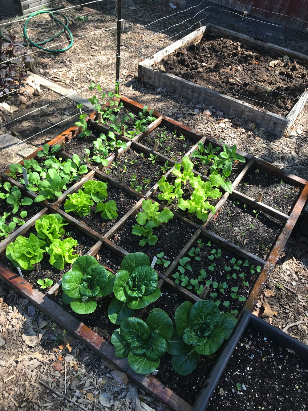 Spring crops in May 2018 at the Organic Vegetable Garden.