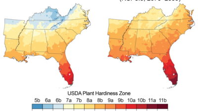 Increasing winter temperatures are expected to result in a northward shift of the zones conducive to growing various types of plants, known as plant hardiness zones. These maps show the mean projected changes in the plant hardiness zones, as defined by the U.S. Department of Agriculture (USDA), by the late 21st century (2070–2099) under a higher scenario (RCP8.5). The USDA plant hardiness zones are based on the average lowest minimum temperature for the year, divided into increments of 5°F. Based on these projected changes, freeze-sensitive plants, like oranges, papayas, and mangoes, would be able to survive in new areas.142 Note that large changes are projected across the region, but especially in Kentucky, Tennessee, and northern Arkansas. Sources: NOAA NCEI and CICS-NC