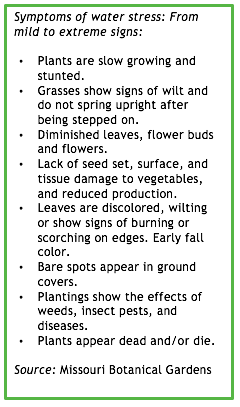 Symptoms of water stress: From mild to extreme signs: • Plants are slow growing and stunted. • Grasses show signs of wilt and do not spring upright after being stepped on. • Diminished leaves, flower buds and flowers. • Lack of seed set, surface, and tissue damage to vegetables, and reduced production. • Leaves are discolored, wilting or show signs of burning or scorching on edges. Early fall color. • Bare spots appear in ground covers. • Plantings show the effects of weeds, insect pests, and diseases. • Plants appear dead and/or die. Source: Missouri Botanical Gardens