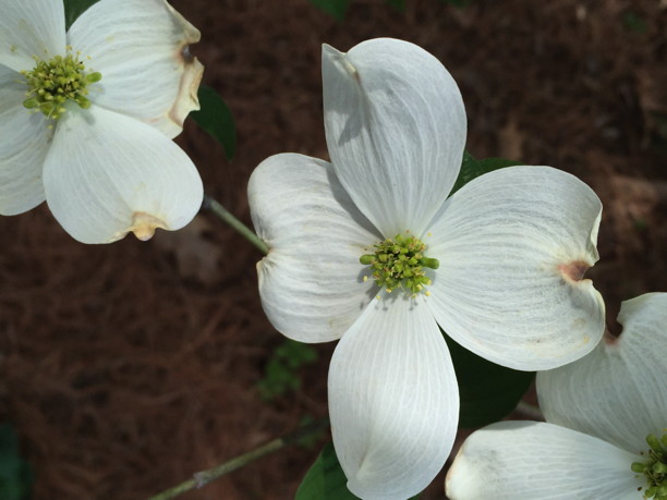 Cornus florida (Flowering Dogwood) flower detail in April. Photo by Elaine L. Mills, 2016-04-19, private garden, Arlington, Virginia.