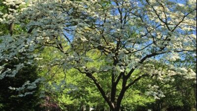 Benthamidia florida (Flowering Dogwood) in landscape in April. Photo by Elaine L. Mills, 2015-04-18, grounds of Thomas Jefferson Community Center, Arlington, Virginia.