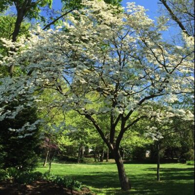 Benthamidia florida (Flowering Dogwood) in landscape in April. Photo by Elaine L. Mills, 2015-04-18, grounds of Thomas Jefferson Community Center, Arlington, Virginia.