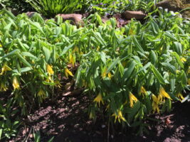 Uvularia grandiflora (large-flowered bellwort) en masse. Photo by Elaine L. Mills, 2015-04-16, Demonstration Shade Garden.