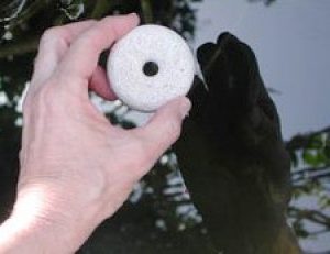 Placing mosquito dunk in water