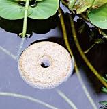Mosquito dunk in pond