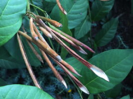 Amsonia tabernaemontana (Bluestar) seed pods in August. Photo by Elaine L. Mills, 2017-08-31, private garden, Arlington, Virginia.