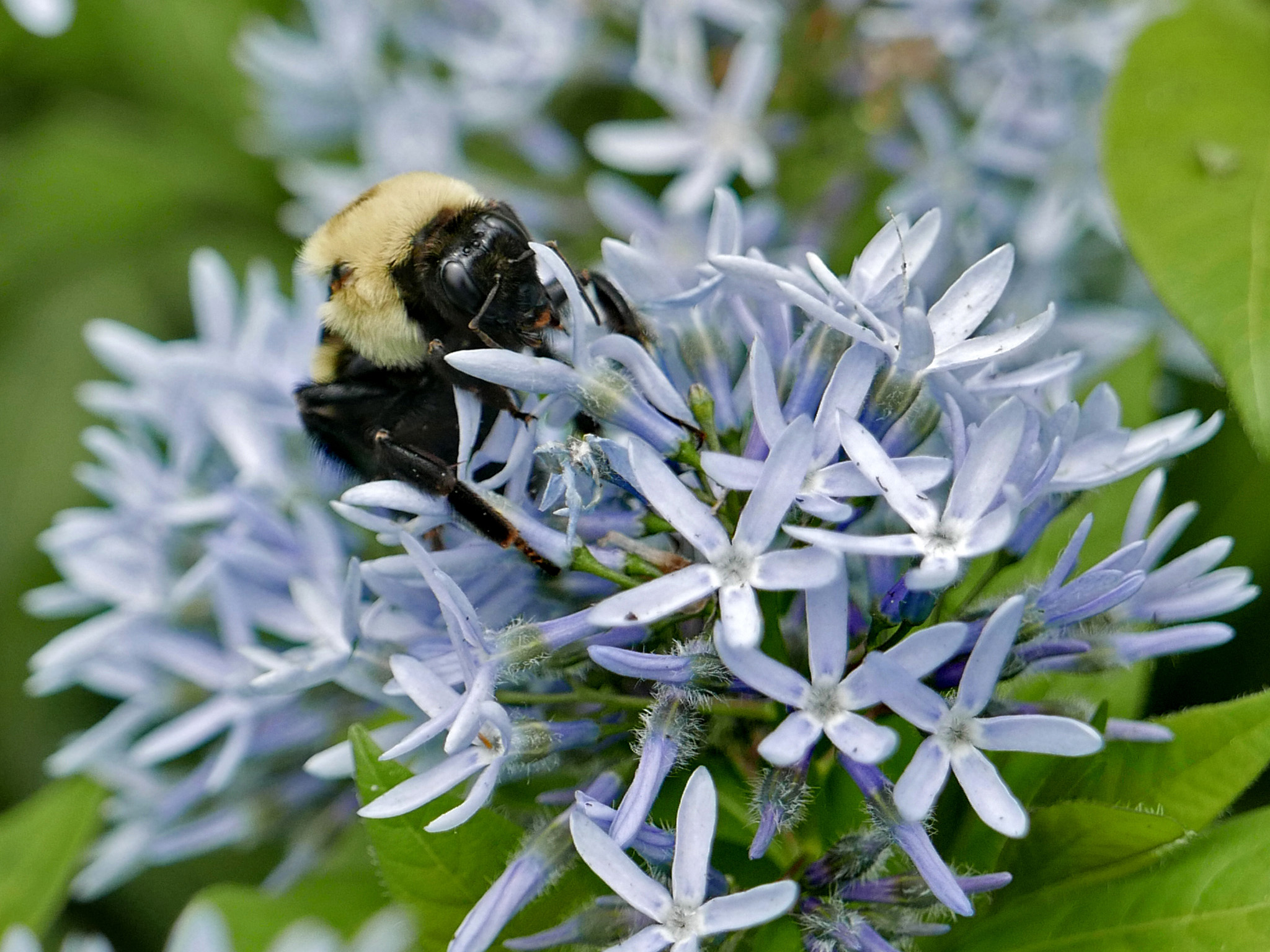 Bombus griseocollis (brown-belted bumble bee) feeding on Amsonia tabernaemontana 'Montana' flowers. Photo © Mary Free, 2019-04-29, Green Spring Gardens, Alexandria, VA.