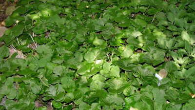 Wild Ginger (Asarum canadense)