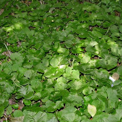 Wild Ginger (Asarum canadense)