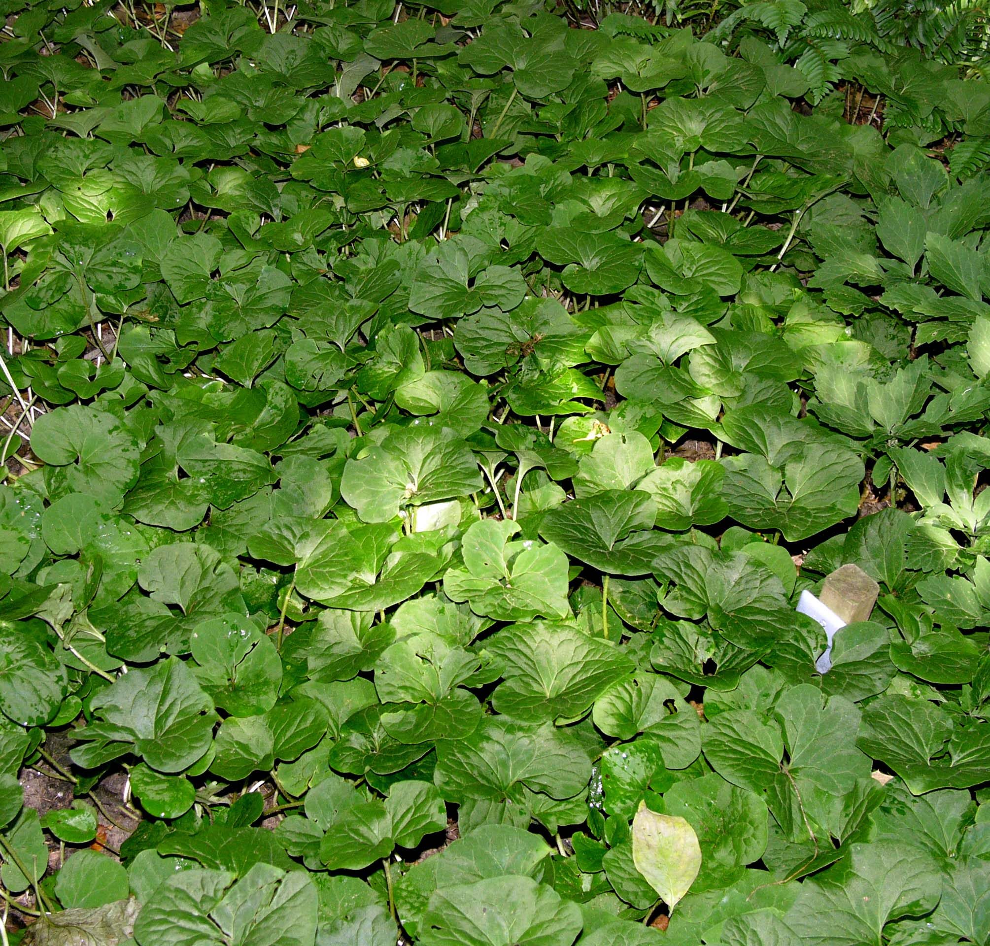 Wild Ginger (Asarum canadense)