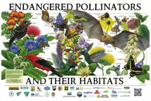 endangered pollinators