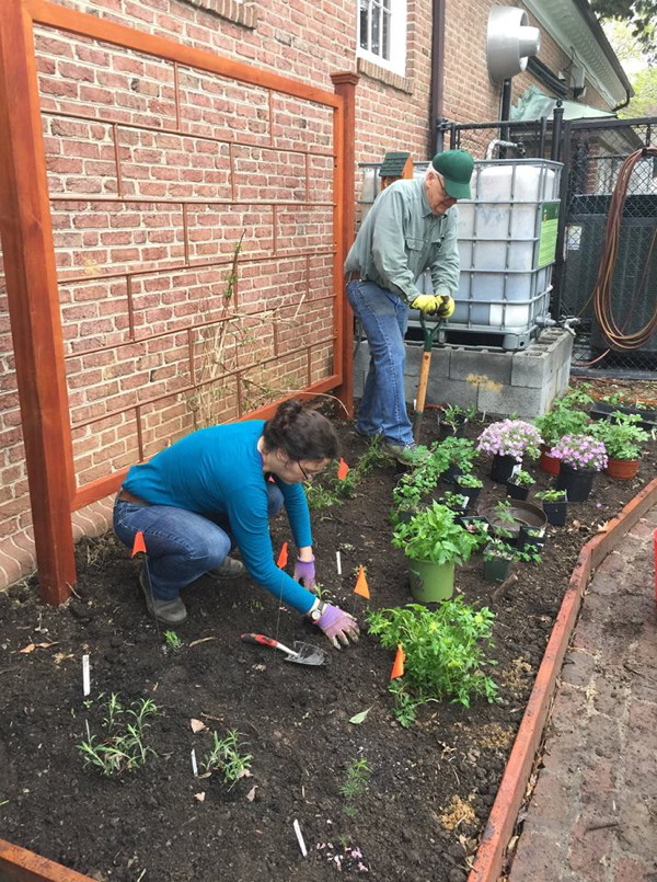 Planting while leaving flags to mark where a few additional specimens will go. Elaine L. Mills, 2019-04-14.