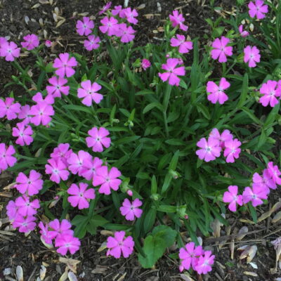Silene caroliniana (Wild Pink) in May