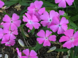 Silene caroliniana (Wild Pink) flowers in different stages of protandry in May