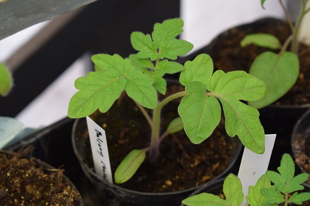 Tomato seedlings