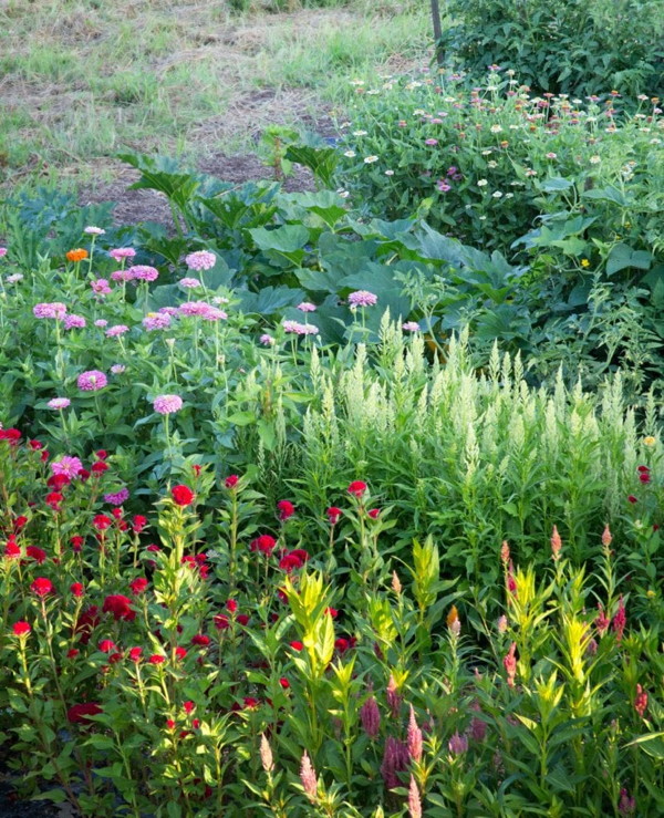 Vegetables and flowers interplanted