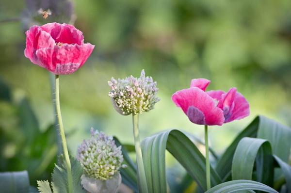 pollinator hovering over flowers