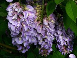 Wisteria frutescens (American Wisteria) lavender flowers. Photo © Mary Free, 2015-05-18, Sunny Garden, Bon Air Park.