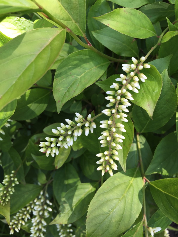 Detail of Itea virginica (Virginia Sweetspire) flower buds in May. Photo by Elaine L. Mills, 2016-05-25, private garden, Arlington, Virginia.