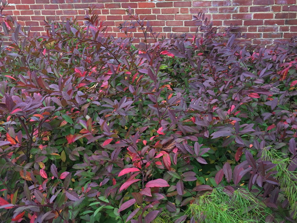 Itea virginica (Virginia Sweetspire) fall color in November. Photo by Elaine L. Mills, 2017-11-06, Fairlington Community Center, Arlington, Virginia.