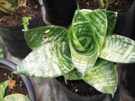 Sansevieria trifasciata hahnii