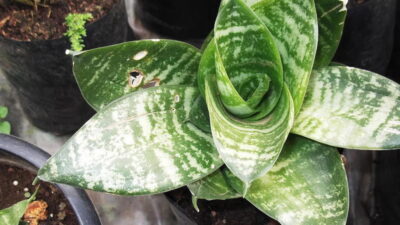 Sansevieria trifasciata hahnii