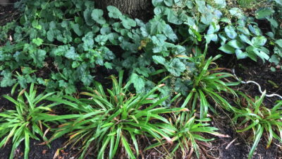 Carex plantaginea in landscape - June