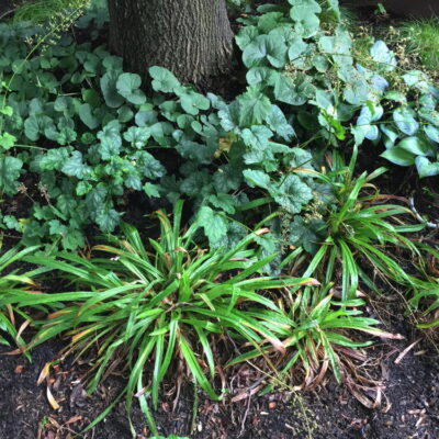 Carex plantaginea in landscape - June