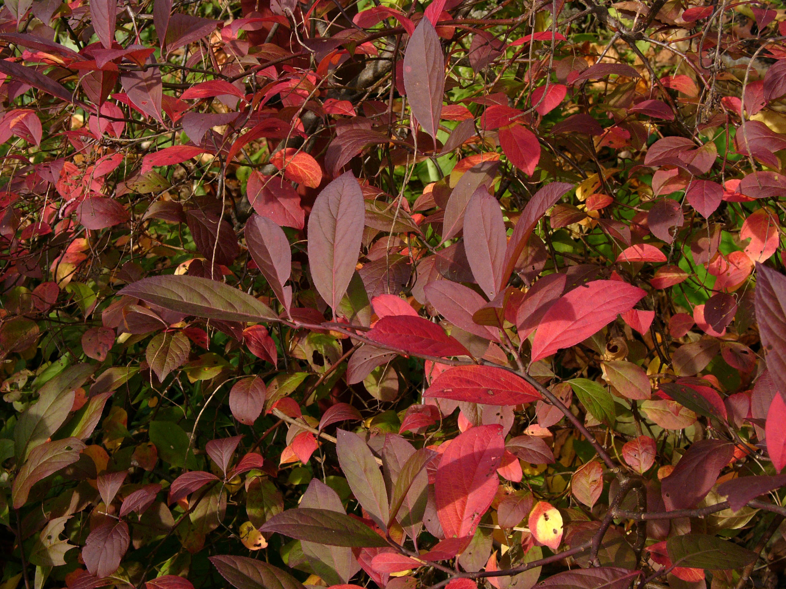 Itea virginica with crimson foliage. Photo © Mary Free, 2014-11-09, Quarry Shade Garden, Bon Air Park.