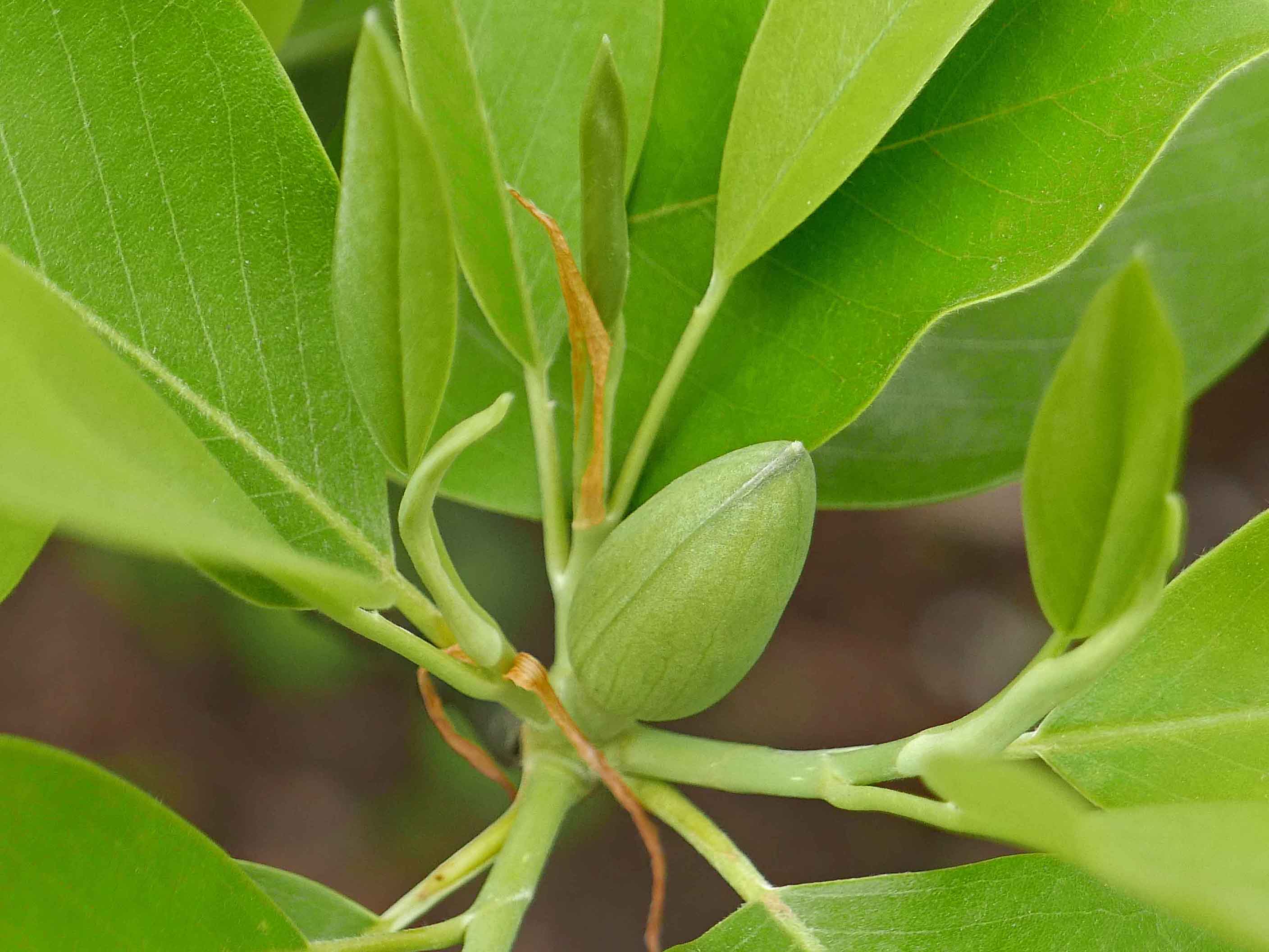 Magnolia virginiana flower bud and leaves. Photo © Mary Free, 2019-05-08, Simpson Gardens, Alexandria, VA.