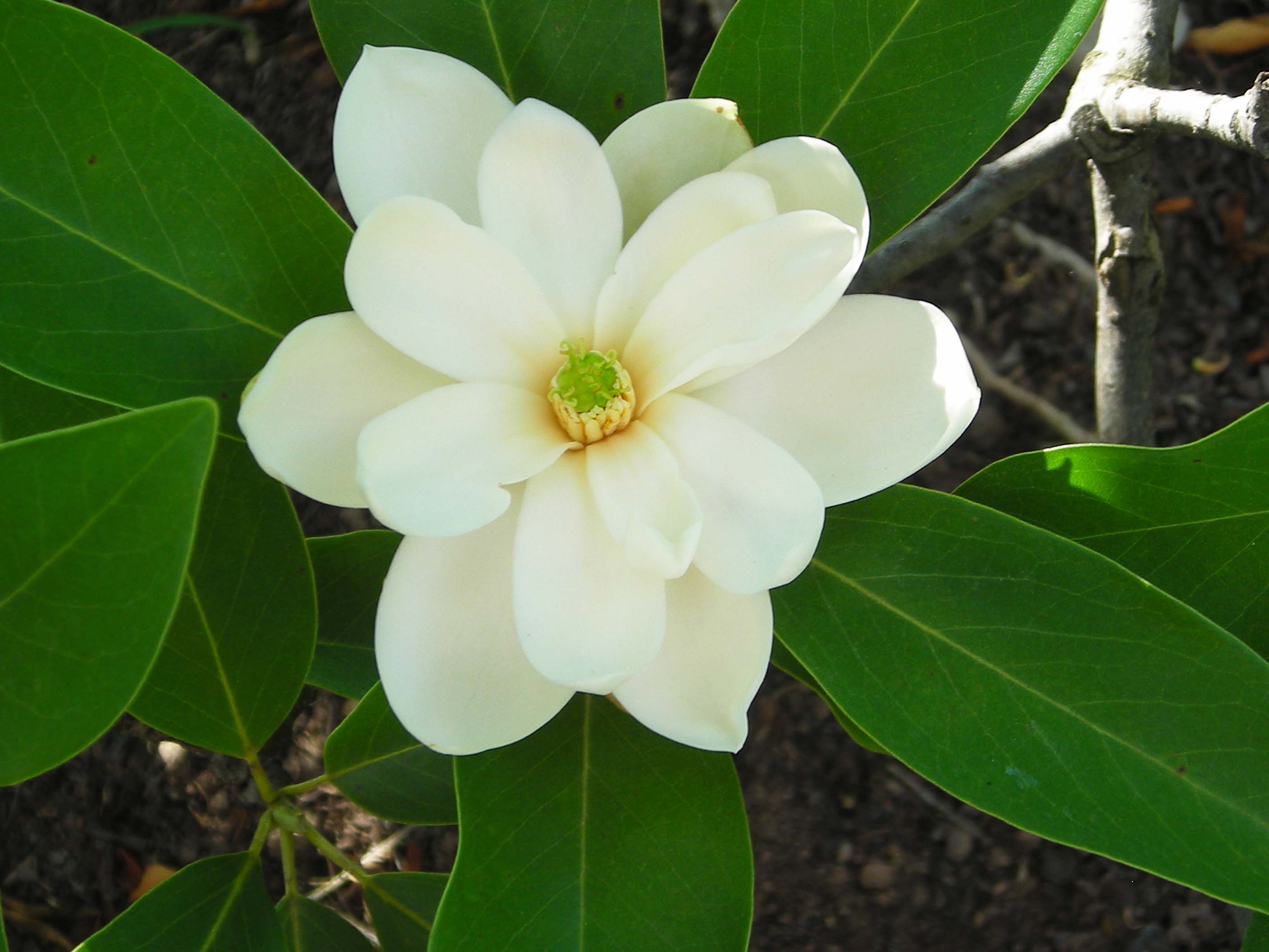 Magnolia virginiana flower. Photo by Christa Watters, 2012-06-14, Simpson Gardens, Alexandria, VA.