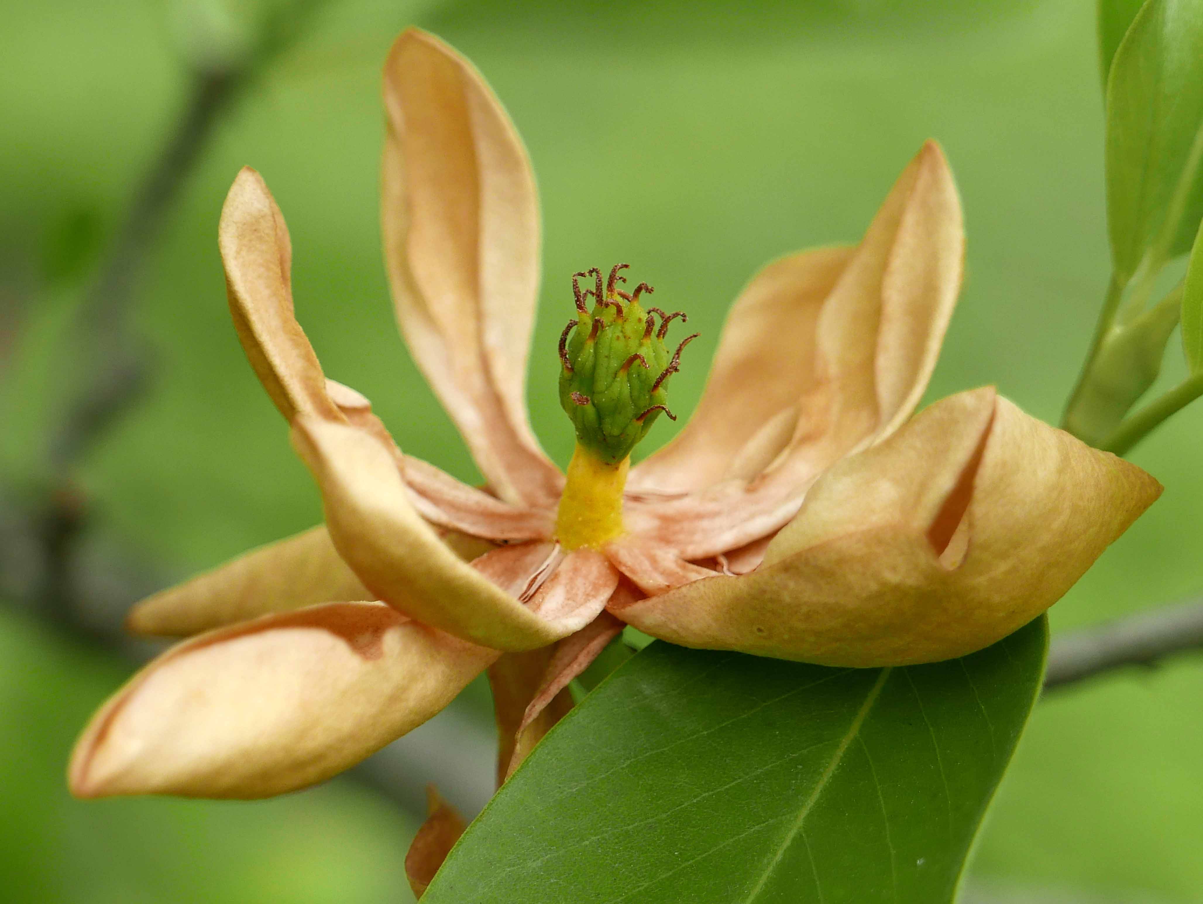 Magnolia virginiana spent flower and developing fruit. Photo © Mary Free, 2019-05-08, Simpson Gardens, Alexandria, VA.
