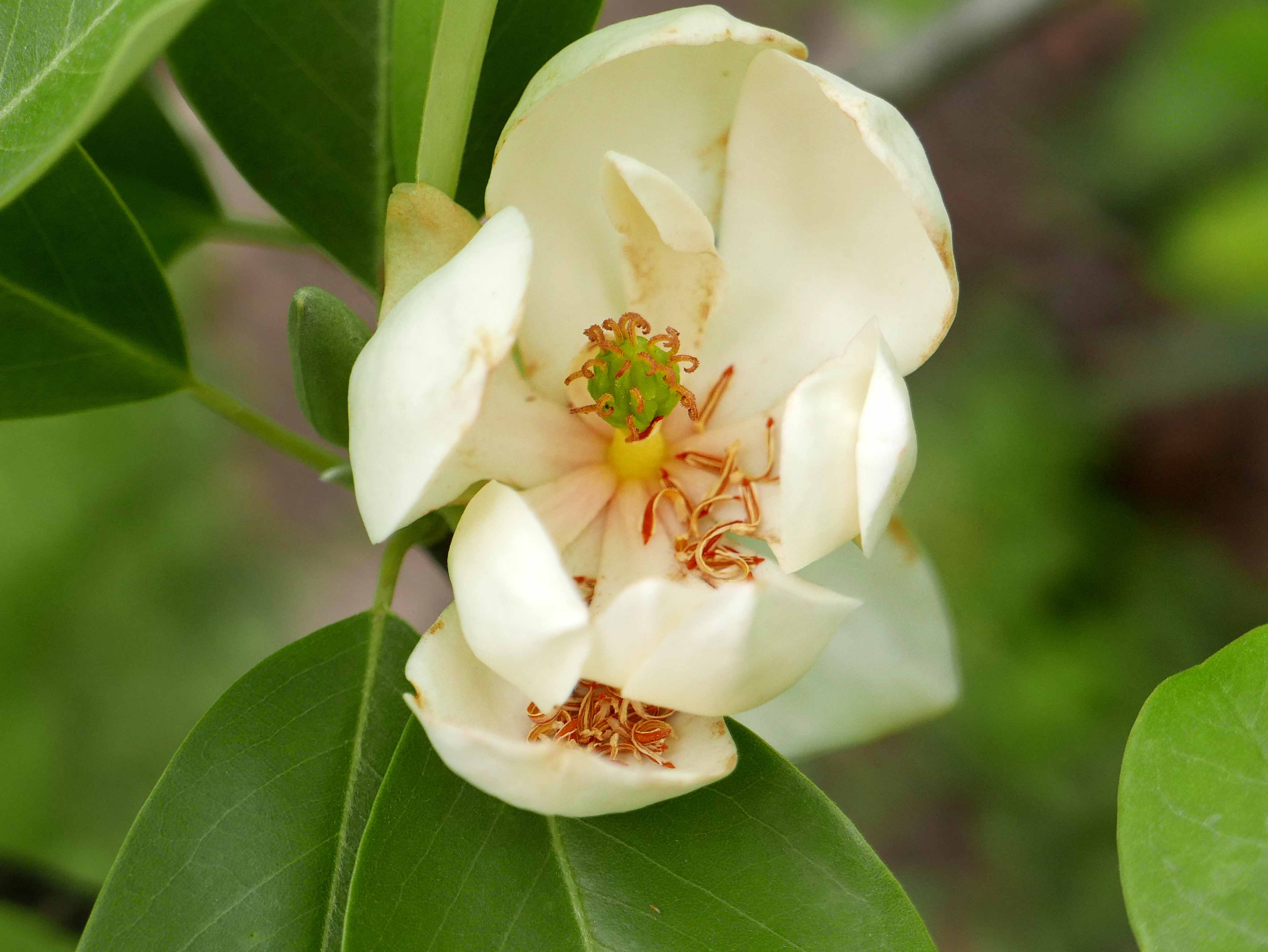 Magnolia virginiana flower with fallen stamens. Photo © Mary Free, 2019-05-08, Simpson Gardens, Alexandria, VA.