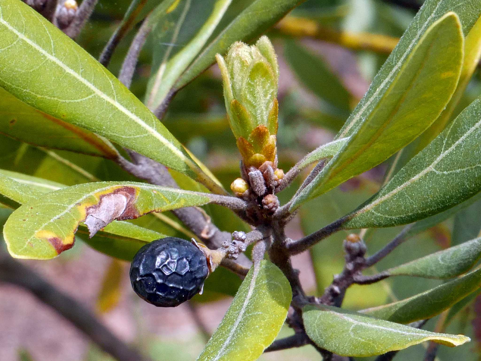 Magnolia virginiana new leaf growth and old fruit. Photo © Mary Free, 2019-04-17, Simpson Gardens, Alexandria, VA.
