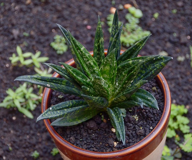 Sansevieria trifasciata hahnii 'Gaster'