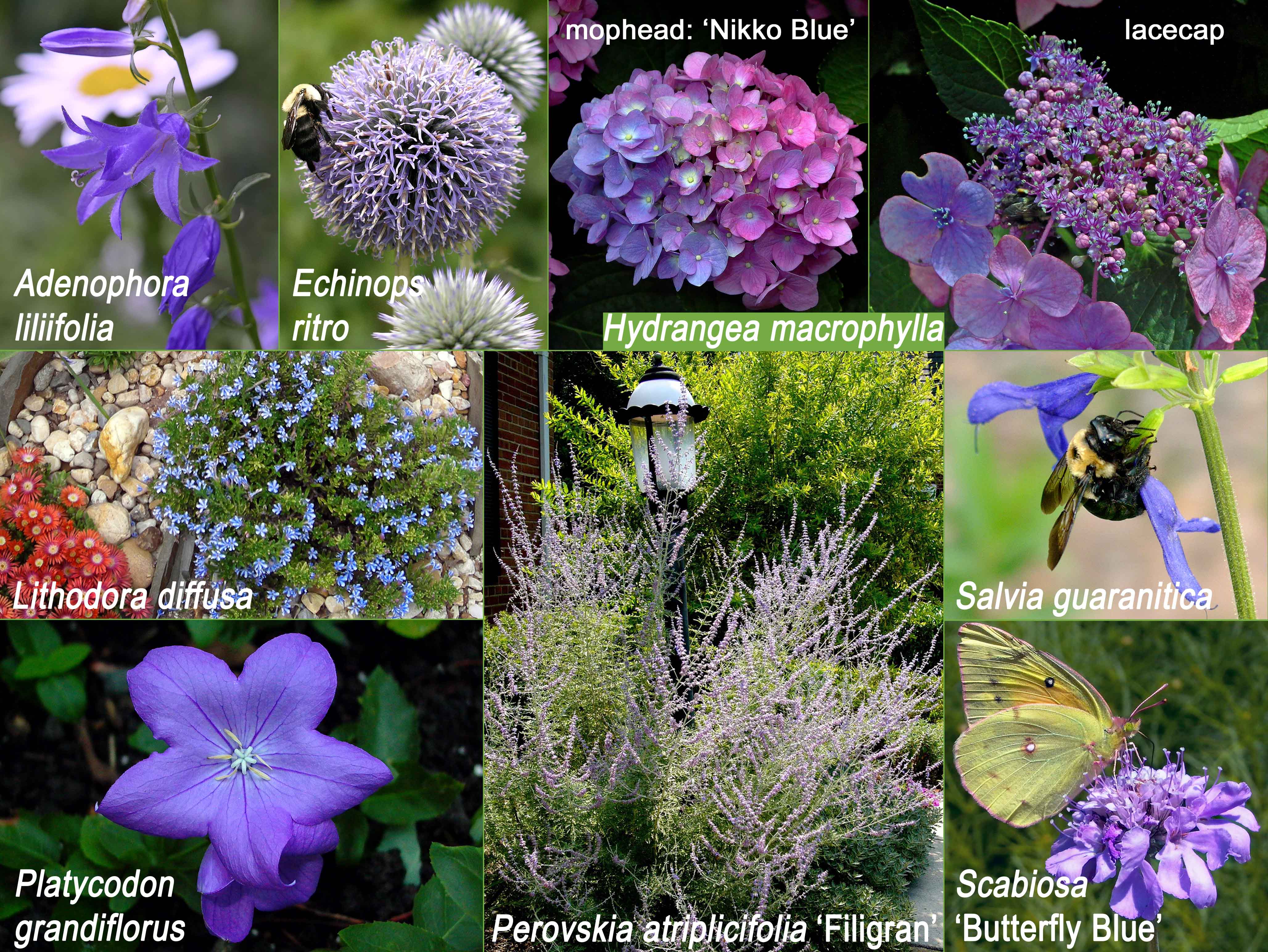 Blue non-native flowers for Independence Day. © 2019 Mary Free and Christa Watters (Lithodora diffusa)