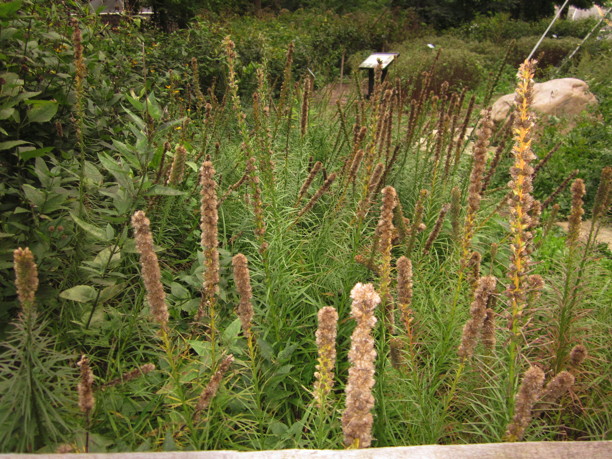 Liatris spicata, (Gayfeather, (Dense) Blazing Star) seed heads in September. Photo by Elaine L. Mills, 2014-09-30 Pollinator Garden, opposite Gulf Branch Nature Center, Arlington, Virginia.