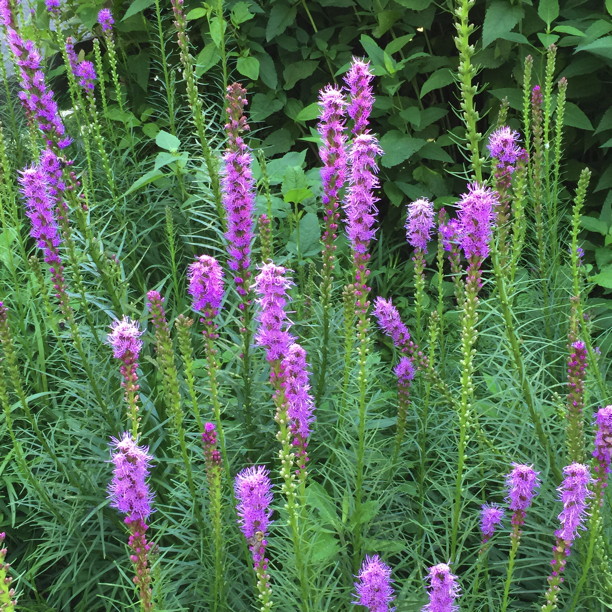 Masse of Liatris spicata, (Gayfeather, (Dense) Blazing Star) blooms in June. Photo by Elaine L. Mills, 2015-06-29, Pollinator Garden opposite Gulf Branch Nature Center.