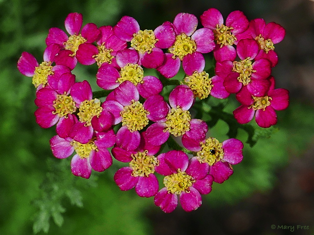 Introduced to America in colonial times, the white-flowered species Achillea millefolium (yarrow) has been mostly replaced today by the myriad colors of its cultivars, like the rose-colored one above. Photo © 2019 Mary Free.