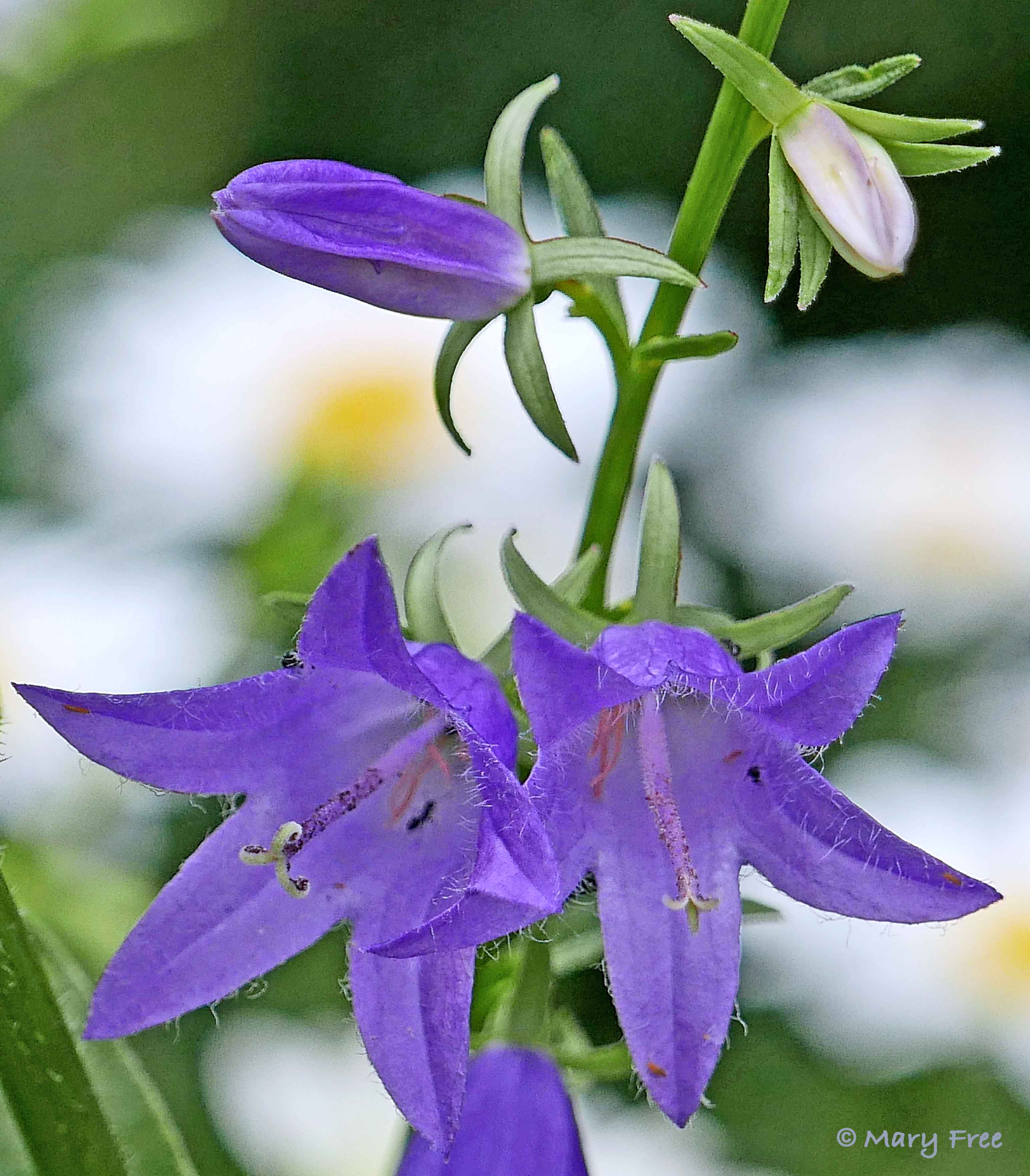 In the Sunny Garden, Adenophora liliifolia (ladybells) blooms amidst the white shasta daises. Photo © 2019 Mary Free.