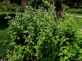 Bees flock to the flowers of Agastache foeniculum (anise hyssop), a native of the upper Midwest. The white flowers of Southern native Hydrangea quercifolia (oakleaf hydrangea) are abloom in the background at the Glencarlyn Library Community Garden. Photo © 2019 Mary Free.