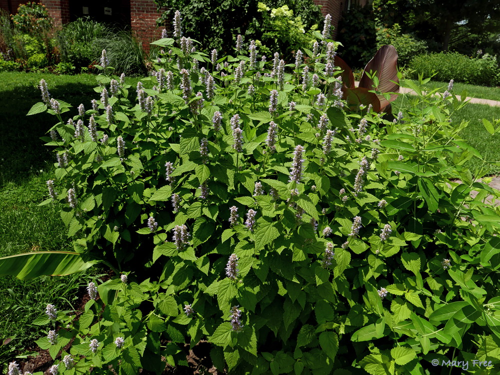 Bees flock to the flowers of Agastache foeniculum (anise hyssop), a native of the upper Midwest. The white flowers of Southern native Hydrangea quercifolia (oakleaf hydrangea) are abloom in the background at the Glencarlyn Library Community Garden. Photo © 2019 Mary Free.