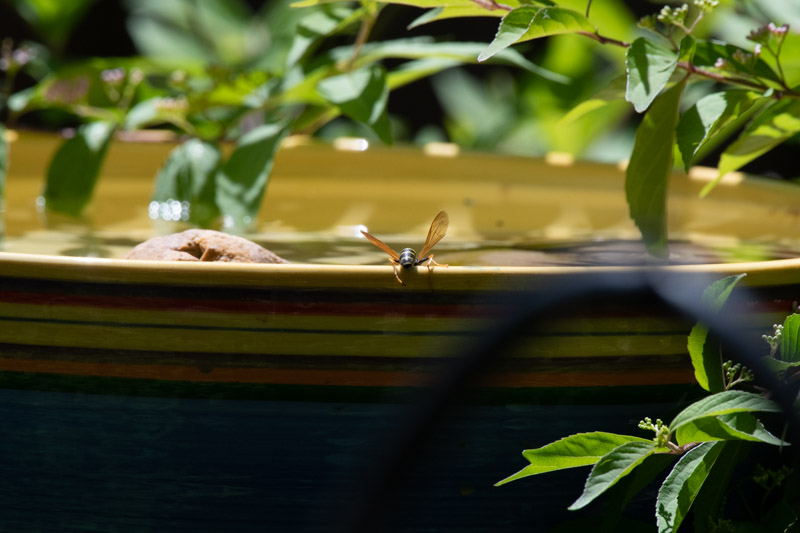 Wasp at bird bath Photo © 2018 Ed Colonna