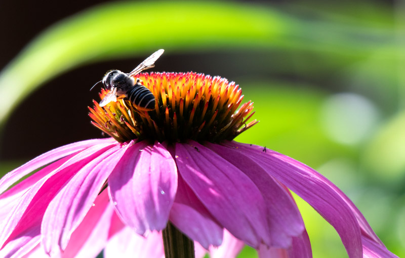 Megachile (leafcutter bee) on Echinacea (coneflower) 