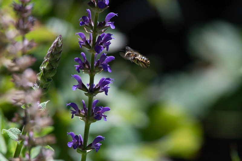 Bee on salvia 