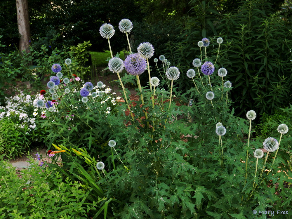 The flowers of Echinops (globe thistle), whether peaking or fading, are a decorative addition to the Sunny Garden. Despite their common name, these natives of Europe, Asia, and the mountains of Africa are not thistles. Photo © 2019 Mary Free.
