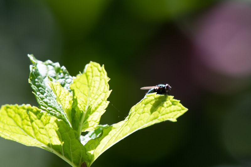 Fly on leaf in Arlington, VA